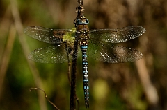 David Plant Photography - Wildlife Photography - Migrant hawker - A